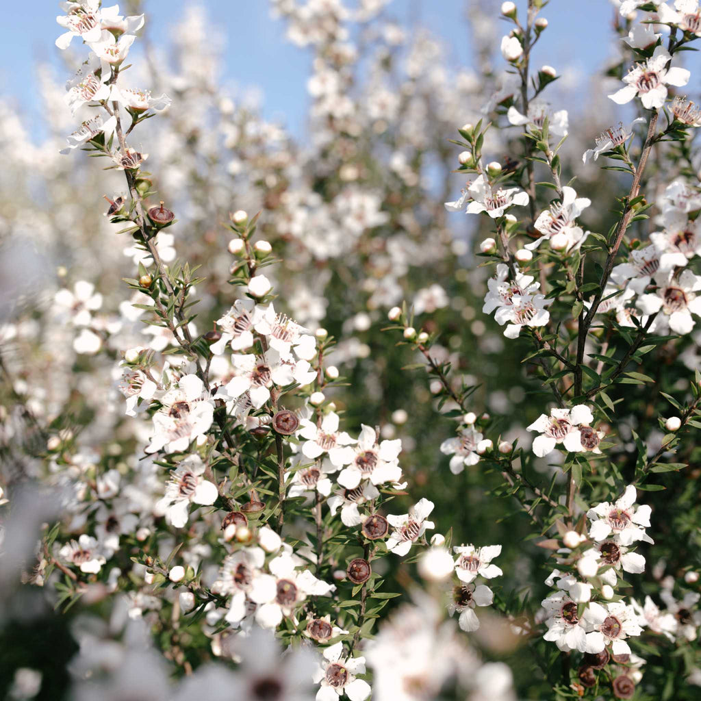 The Origins of Manuka Honey and Its Modern-Day Uses